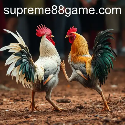 SUPREME88 and the Rise of Online Sabong